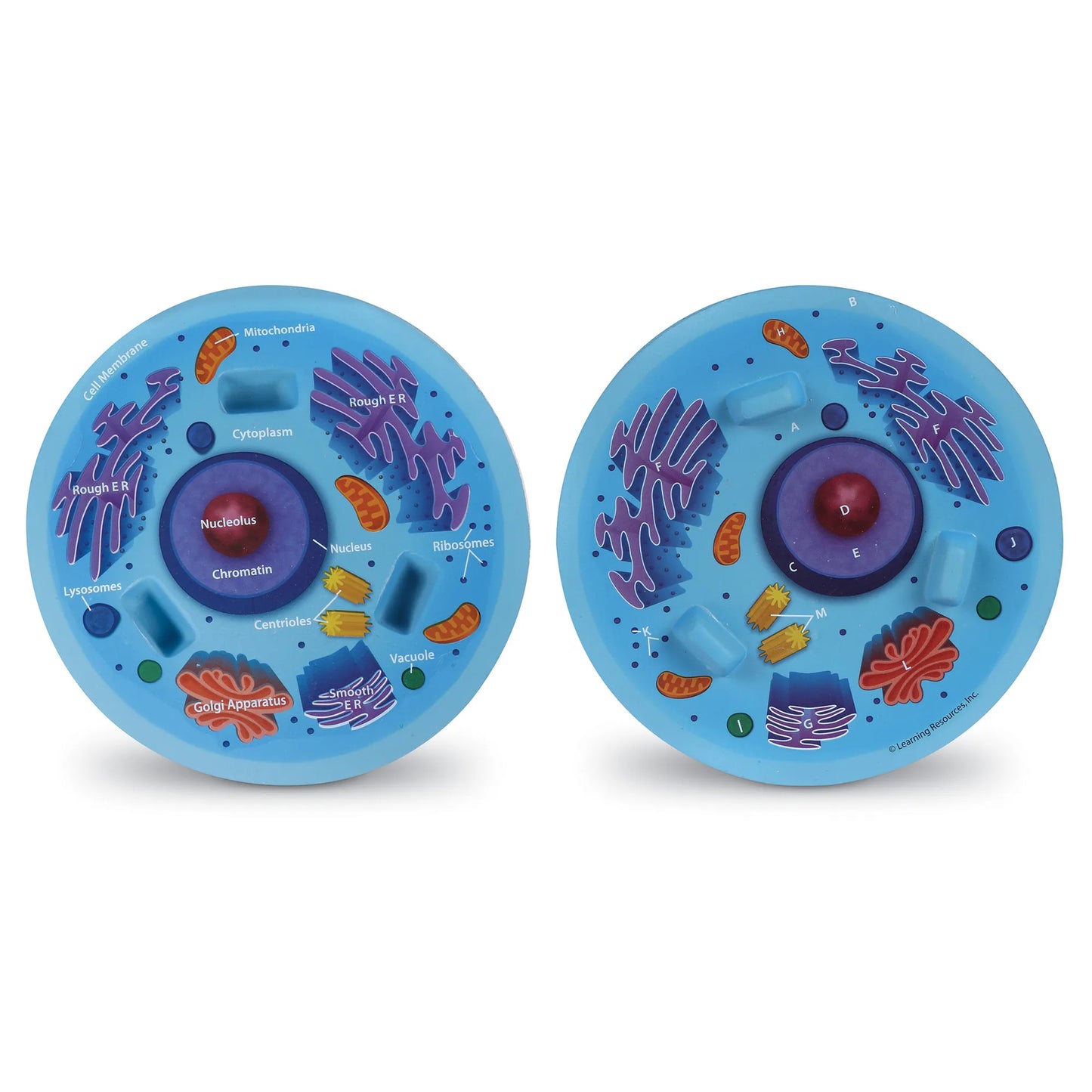Soft Foam Cross-Section Animal Cell Model