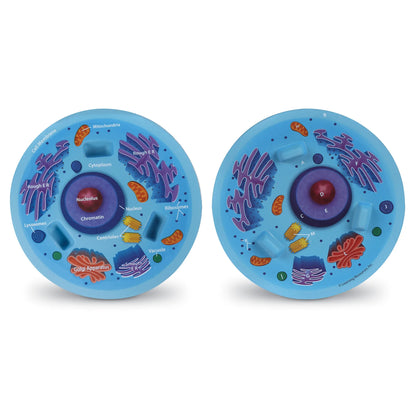 Soft Foam Cross-Section Animal Cell Model