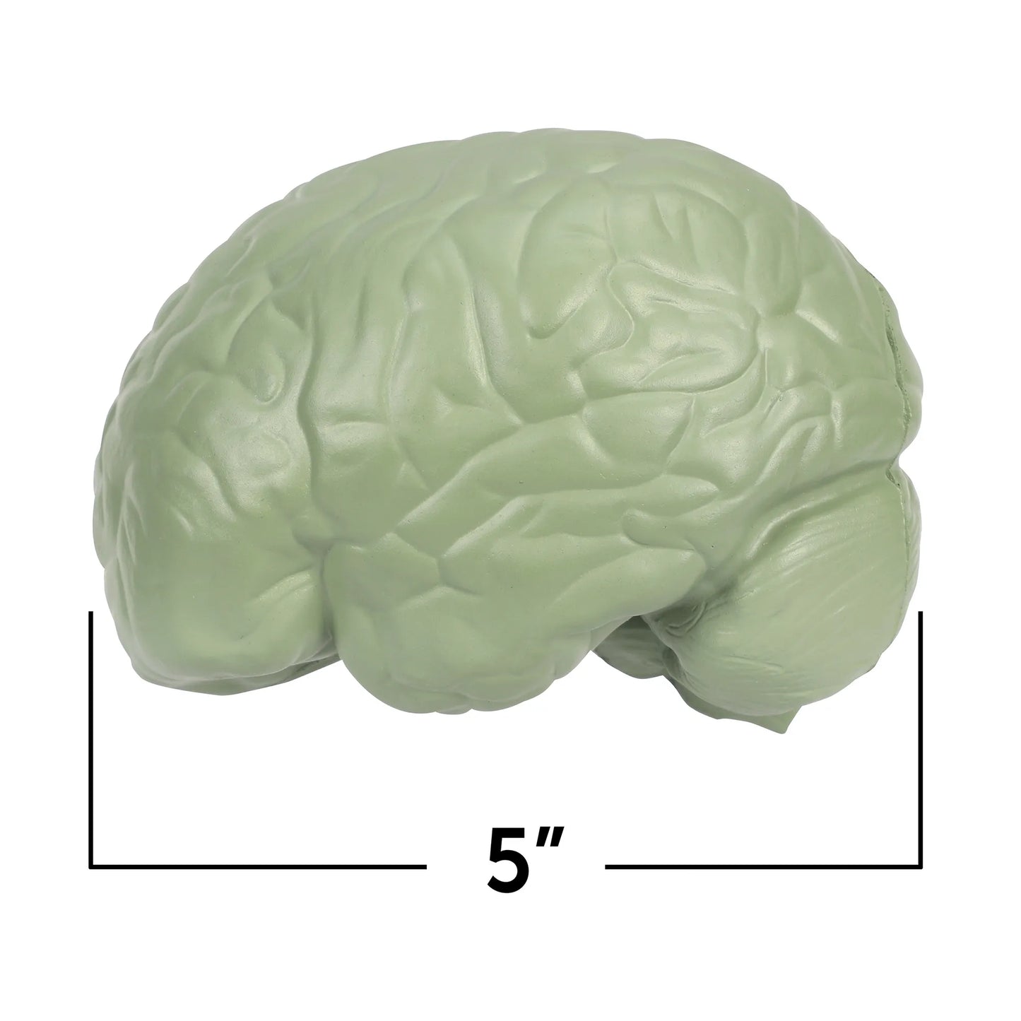 Soft Foam Cross-Section Human Brain Model