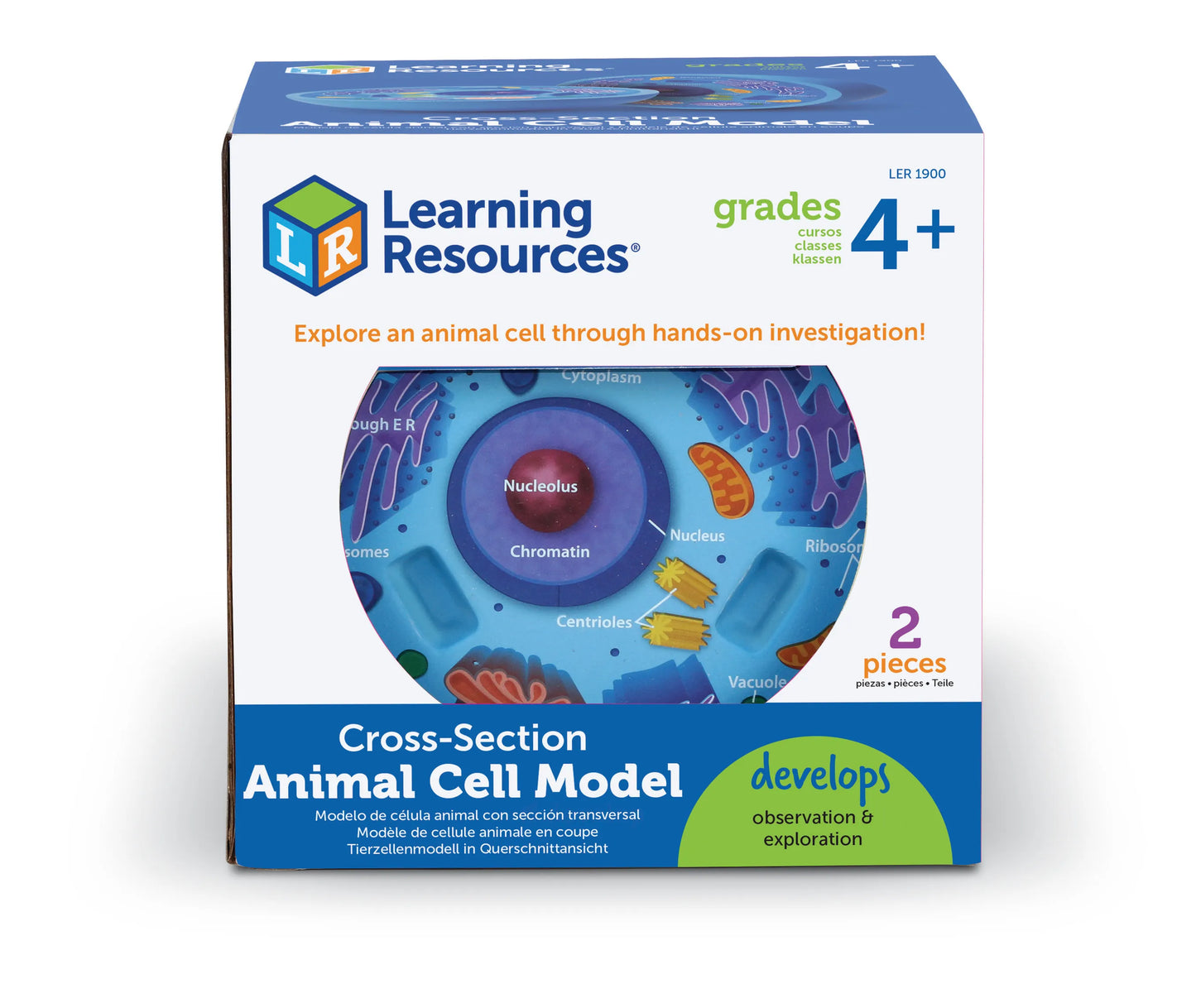 Soft Foam Cross-Section Animal Cell Model