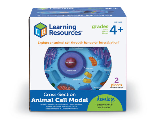 Soft Foam Cross-Section Animal Cell Model